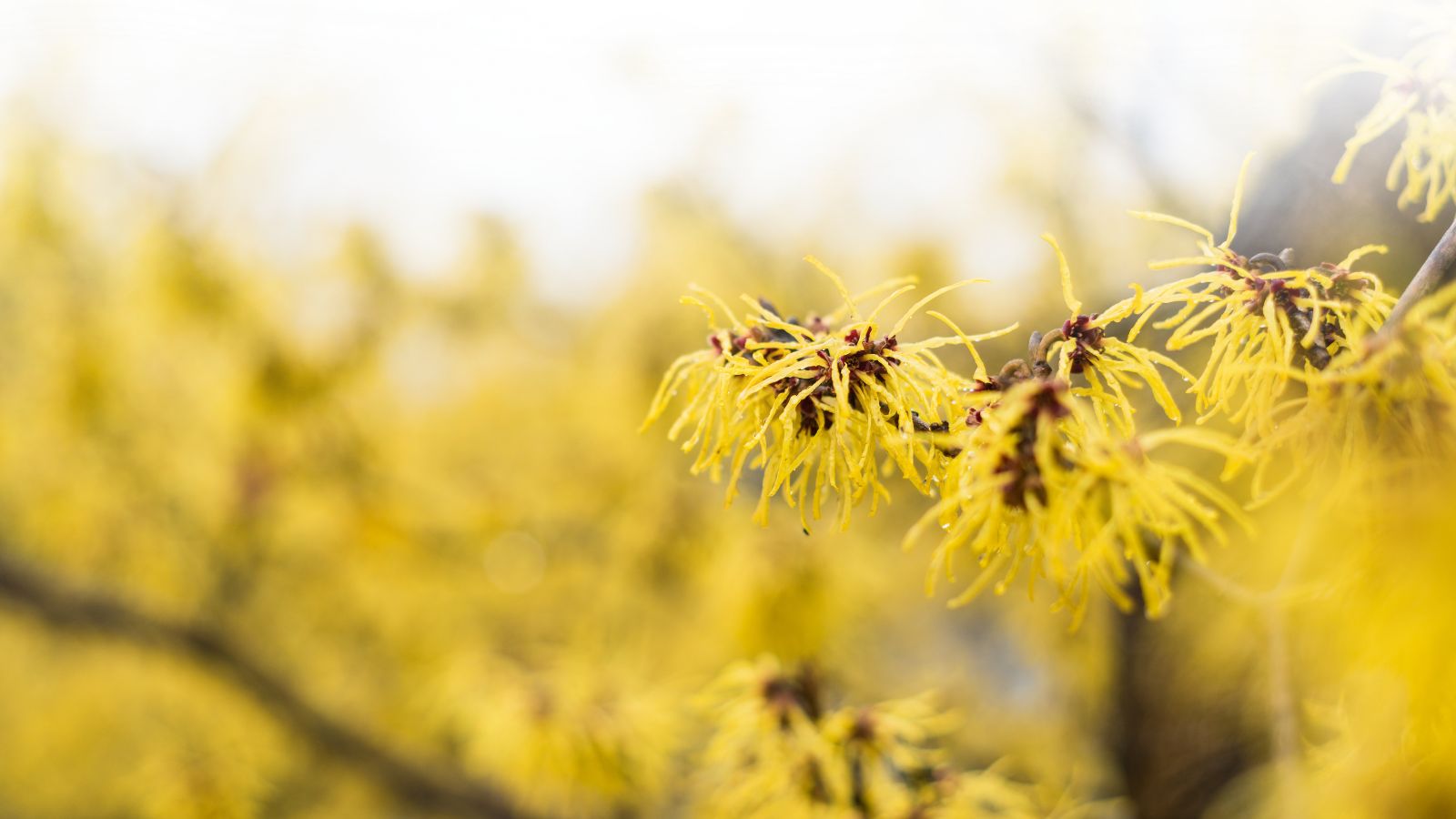 natural witch hazel
