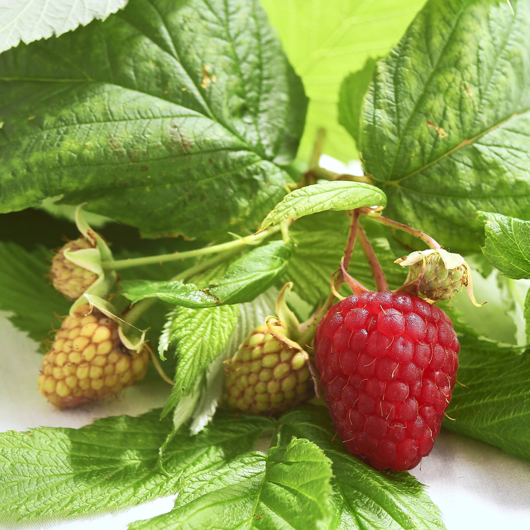 natural ingredients