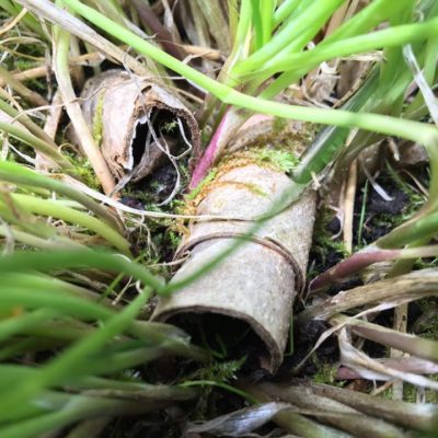Biodegradable lip balm tube from Valley Mist skincare and wellness