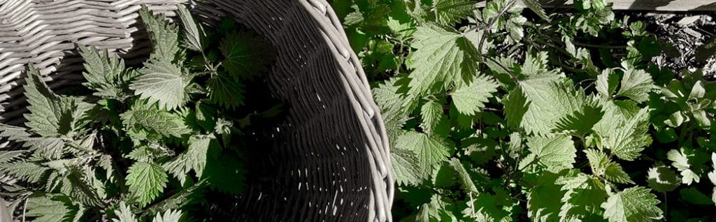 valley mist nettle tea picking