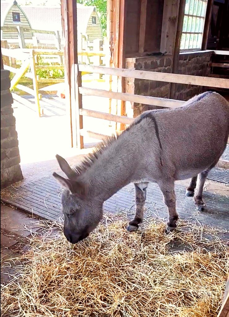 Donkeys at Charnock Farm Chorley