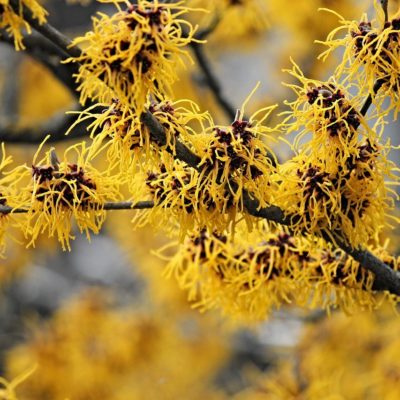 Witch Hazel